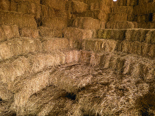 Bales of hay in a barn ready for the animals - stock photo