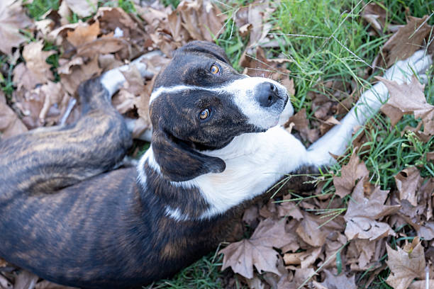 istock a sad mongrel dog lies on the grass with fallen leaves 2244483360