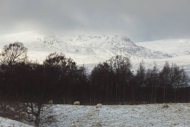 Sheep graze quietly on a snowy paddock beneath the rugged peaks of the Cairngorms in winter, against the snow covered Scottish Highlands mountains.