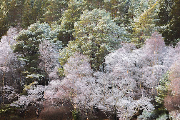 Aerial view of sunrise over winter forest pine trees. Cannock Chase (Area Of Outstanding Natural Beauty), Staffordshire, UK.
