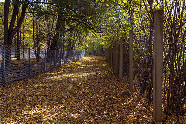 Forest autumn colorful landscape. Trees and paths with colorful leaves