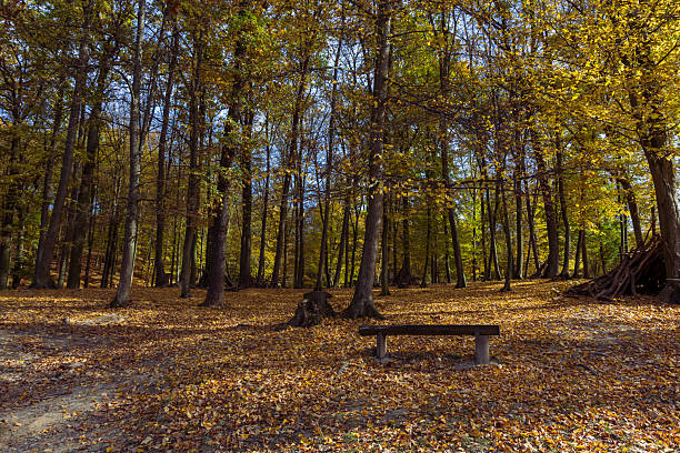 Forest autumn colorful landscape. Trees and paths with colorful leaves