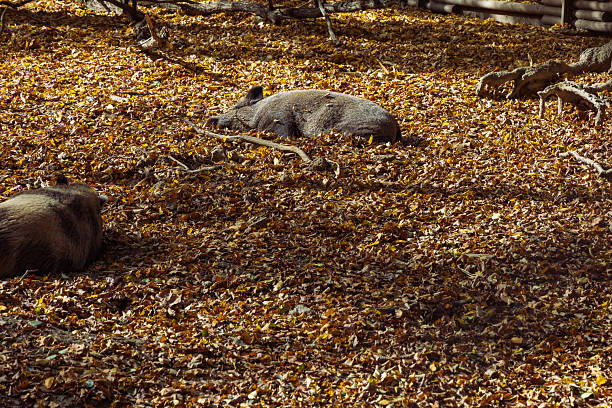 Forest autumn colorful landscape. Trees and paths with colorful leaves