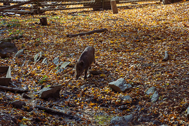 Forest autumn colorful landscape. Trees and paths with colorful leaves