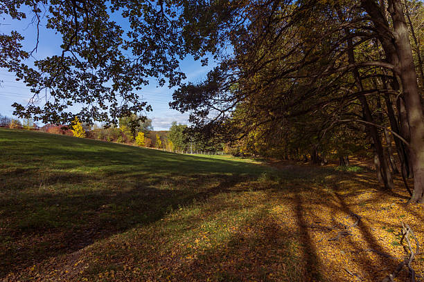 Forest autumn colorful landscape. Trees and paths with colorful leaves