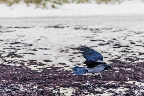 A hooded crow (Corvus cornix) captured mid-flight with wings spread, soaring low over the sandy beach covered in dark brown seaweed.
