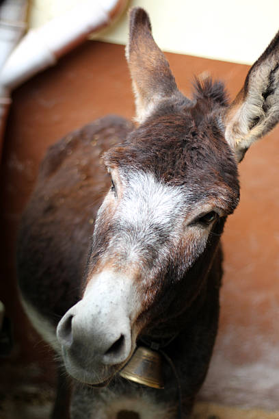 istock Donkey resting inside a barn in Kaisertal, Tirol, capturing a peaceful moment in Austria's rural life at midday 2244487409