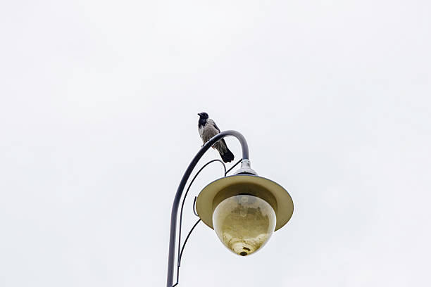 A low-angle close-up shot of a black and gray crow perched atop a classic street lamp, silhouetted against a bright, overcast white sky.