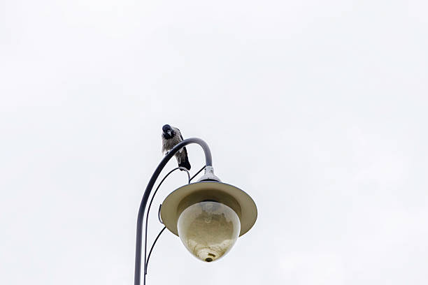 istock Crow Perched on a Vintage Street Lamp 2244487546