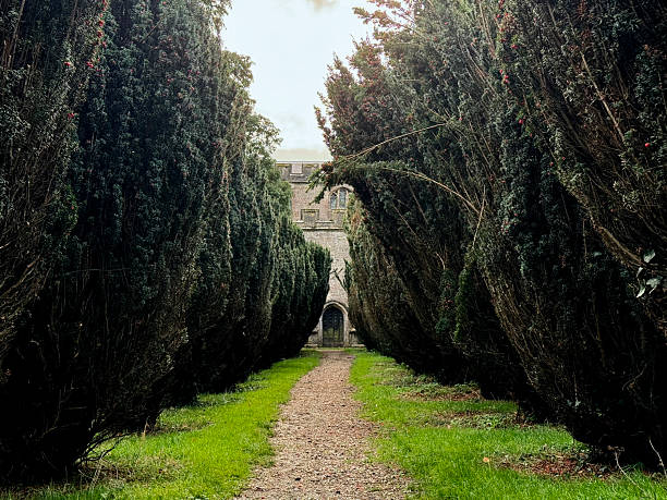 An avenue of yew trees along a path leading to Church of Saint Andrew, Mells, Somerset, England, UK.