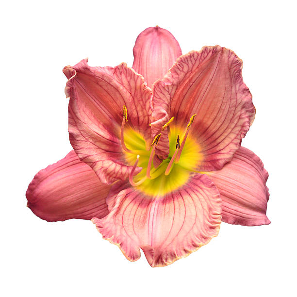 Pink head flower hemerocallis daylily isolated on a white background