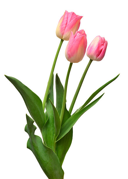 Bouquet pink tulips flowers isolated on white background. Still life, wedding. Flat lay, top view