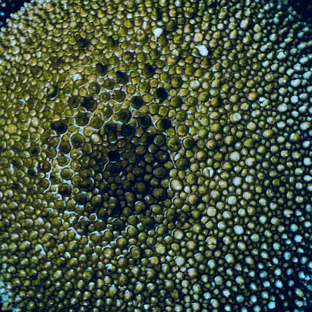 istock Abstract green macro texture of puffball mushroom – digitally enhanced – 2244488608