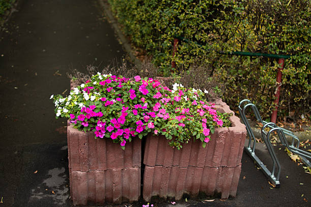 istock Colorful flowers blooming in a garden planter along a pathway 2244489730