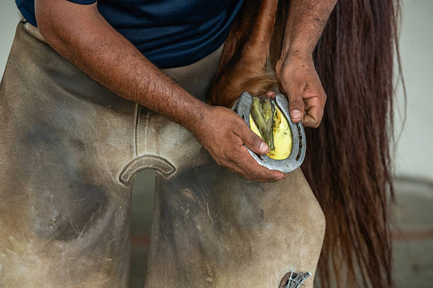 istock Farrier working on horseshoe - stock photo 2244490048