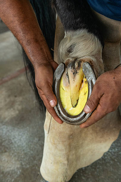 istock Farrier working on horseshoe - stock photo 2244490142