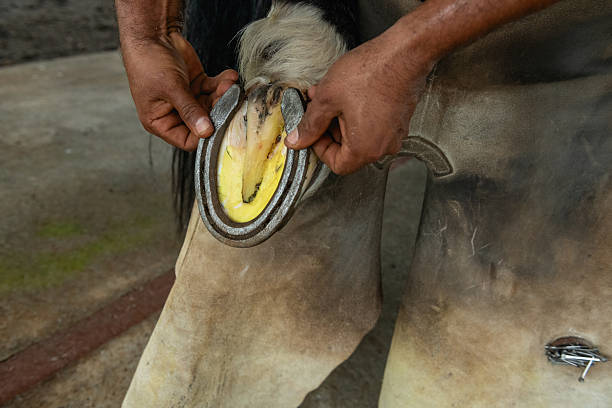 istock Farrier working on horseshoe - stock photo 2244490216