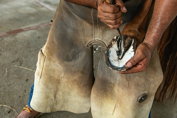 istock Farrier working on horseshoe - stock photo 2244490882