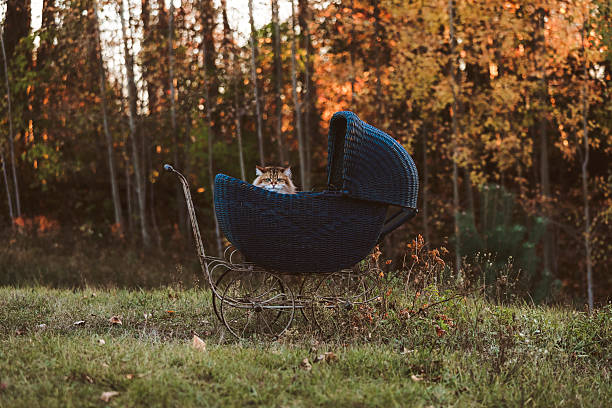 A beautiful, three-year-old siberian cat sitting in a vintage pram. Shot with a Canon 5D Mark IV.