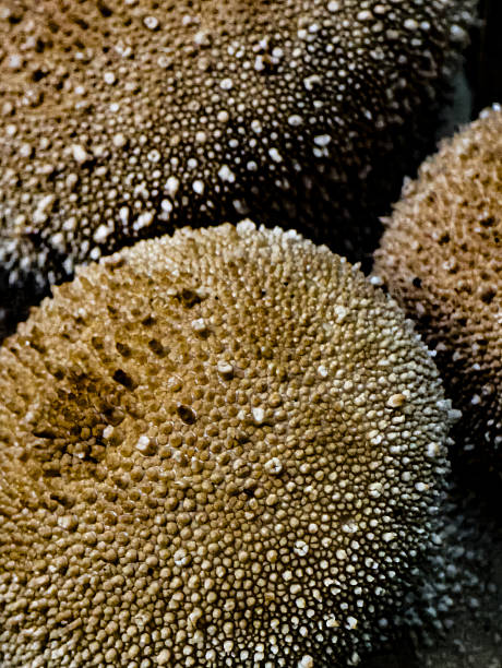istock Comparative macro texture of puffball mushrooms – LYCOPERDON PERLATUM 2244491502