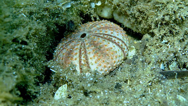 istock Test (shell) of Black sea urchin (Arbacia lixula) undersea 2244492230