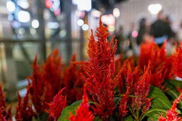 Scarlet Celosia in Bloom with Creamy Bokeh