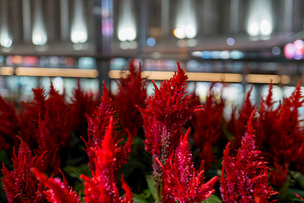 Scarlet Celosia in Bloom with Creamy Bokeh