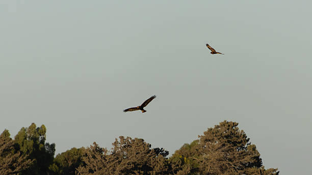 istock Two Western Marsh Harriers Flying Low One above the Other Searching for Prey, Akrotiri, Limassol, Cyprus 2244496149