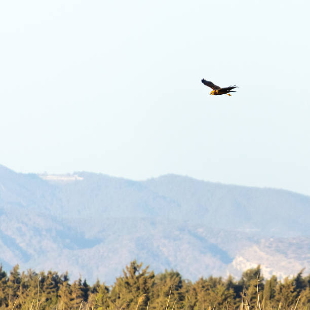 istock Western Marsh Harrier Losing Altitude While Approaching Prey, Akrotiri, Limassol, Cyprus 2244496207