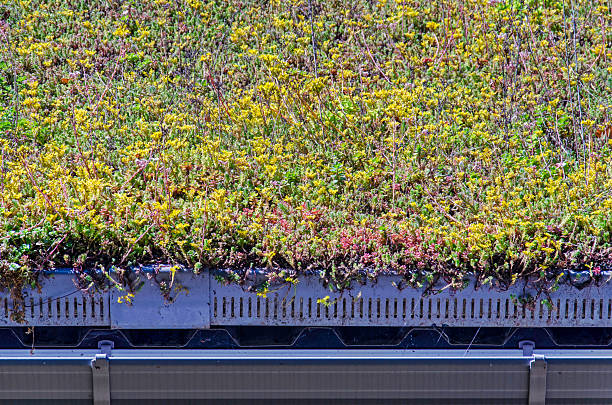 istock Sedum roof with gutter 2244496461