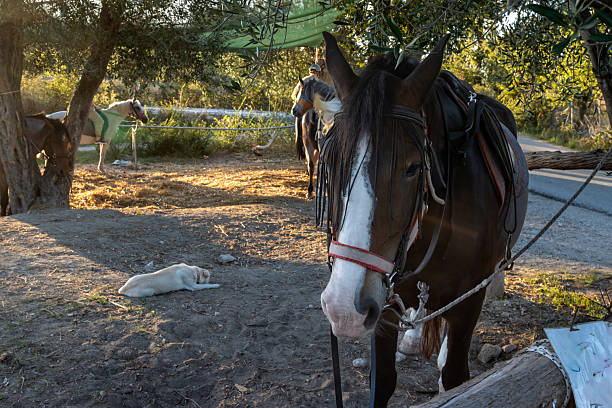 Calm olive garden in a late afternoon light. Horse waiting for a ride. Roda, Corfu (Korfu), Greece.