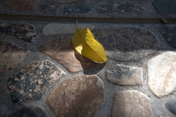 One yellow autumn leaf lying on terrace flooring in warm seasonal light, Copy Space for text.