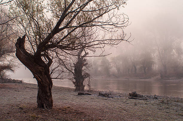 Dark landscape showing silhouettes of the trees in the old forest on a misty winter day.