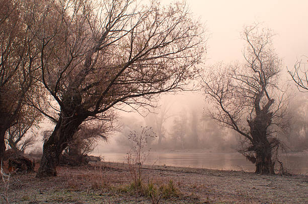 Dark landscape showing silhouettes of the trees in the old forest on a misty winter day.