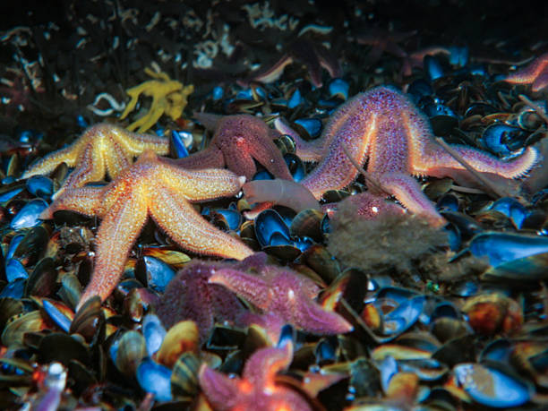 istock Norwegian starfish from Oslo fjord 2244504592