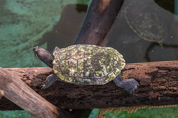 istock Red-Eared Slider Turtle Resting on a Log in Isla Perico, Panama 2244505873