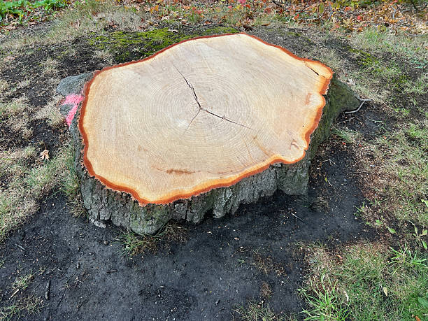 Tree Stump stock photo
