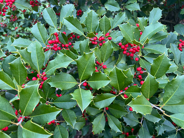 istock Holly Branch and Berries 2244505923