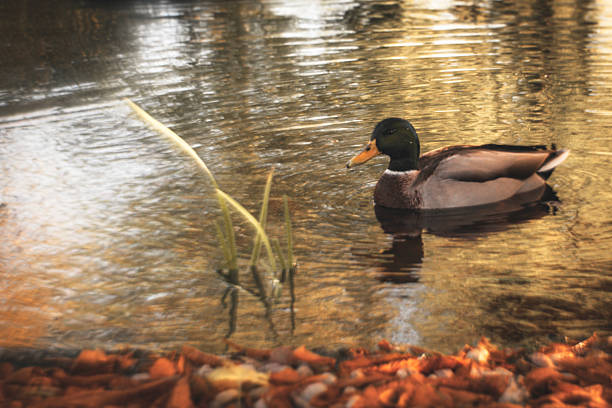 Romantic, twisted fragments of autumn, full of imperfections.