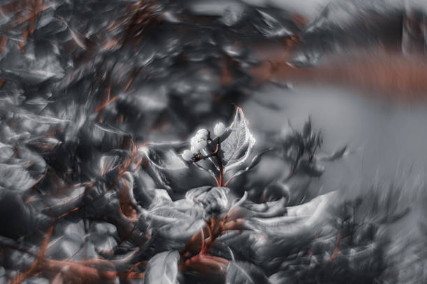 Romantic, twisted fragments of autumn, full of imperfections.