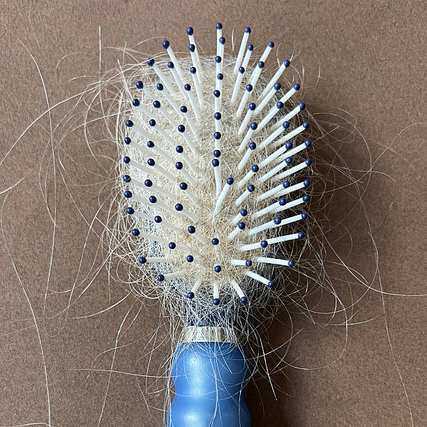 Brush with much gray hair from senior woman.