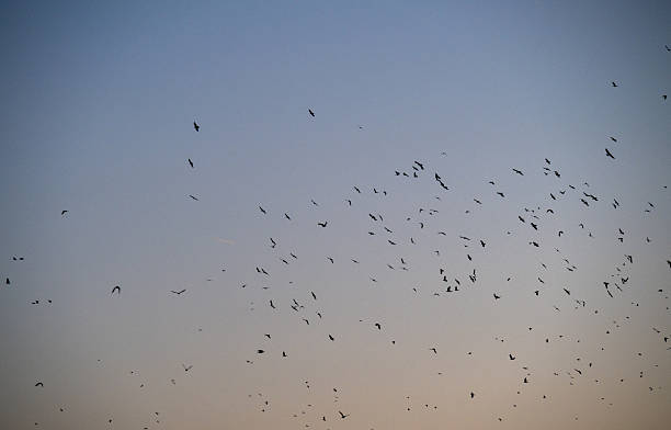 istock A flock of crows in the evening sky 2244507754