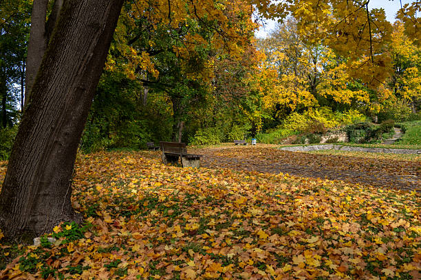 Forest hiking trail at autumn day with beeches and poplars.