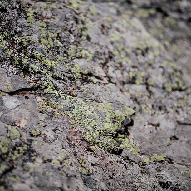 Close-up of a lichen layer on a mountain rock in the Maritime Alps, Cuneo (Piedmont)