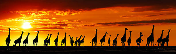 istock Giraffes silhouettes at sunset 2244510459