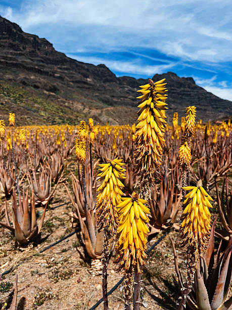 istock ellow aloe flowers blooming in dry desert field 2244510767