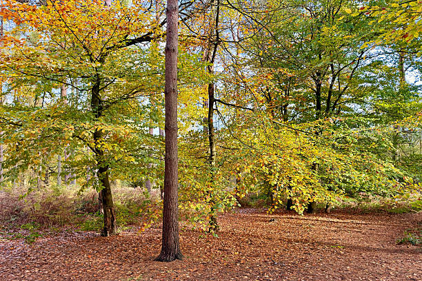 Golden autumn: colorful bushes and trees. In the foreground: Malus baccata, cherry apple