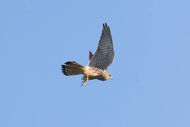 istock Common Kestrel in flying in blue sky background. 2244511940