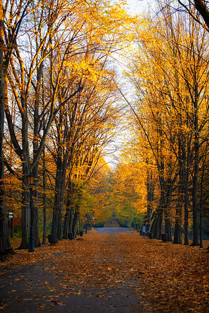 istock Golden Autumn Alley in a Park 2244513237