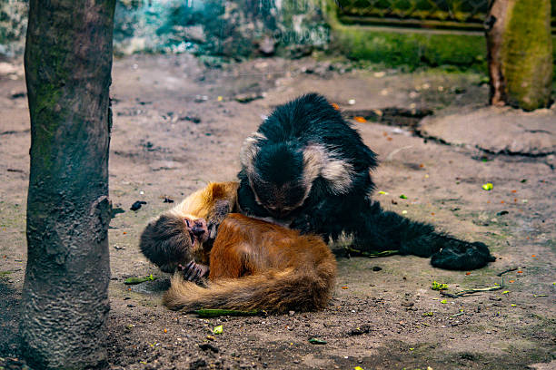 istock Two capuchin monkeys playing inside a mountain zoo enclosure 2244515787